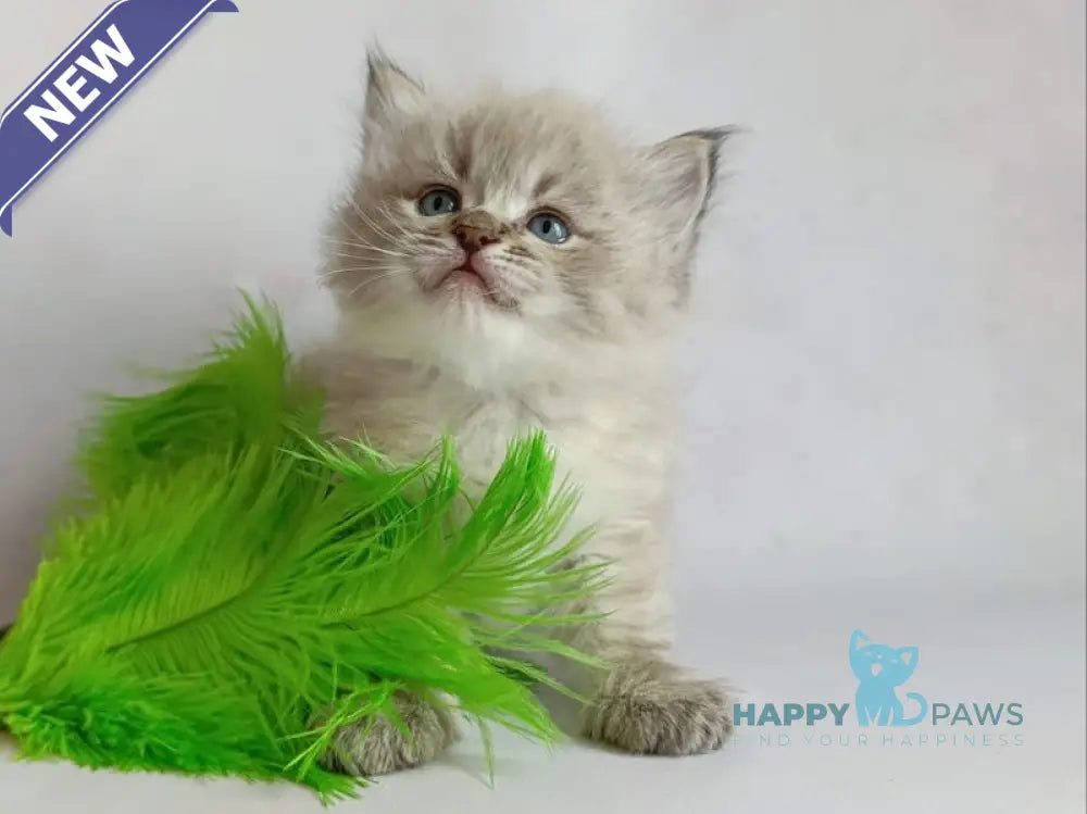 Xander Siberian male seal tabby pointed live animals