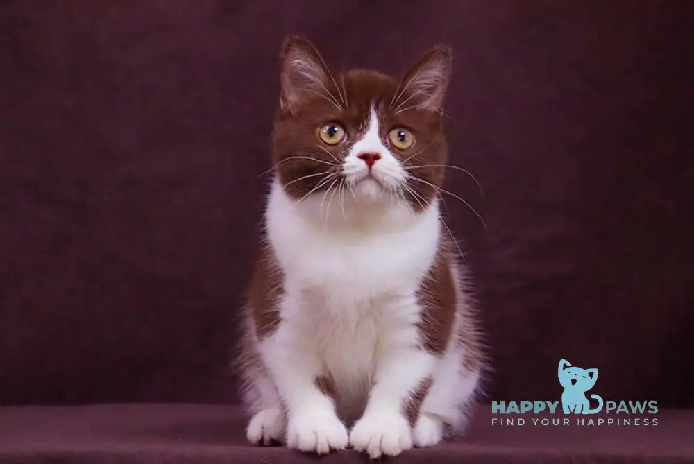 Xandra British Shorthair female chocolate bicolour live animals