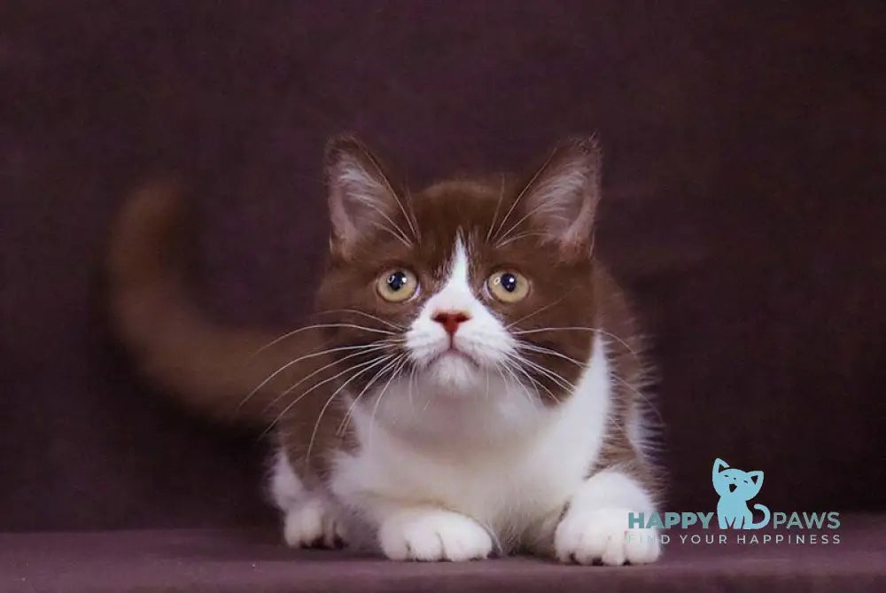 Xandra British Shorthair female chocolate bicolour live animals