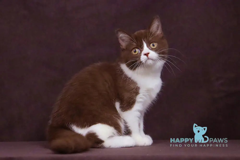 Xandra British Shorthair female chocolate bicolour live animals