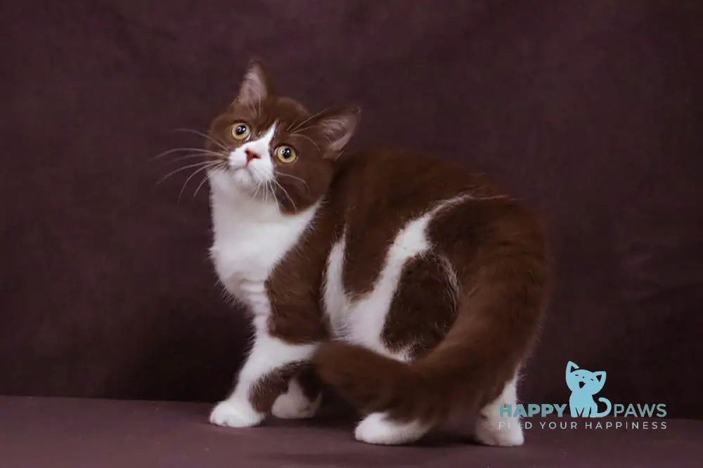 Xandra British Shorthair female chocolate bicolour live animals
