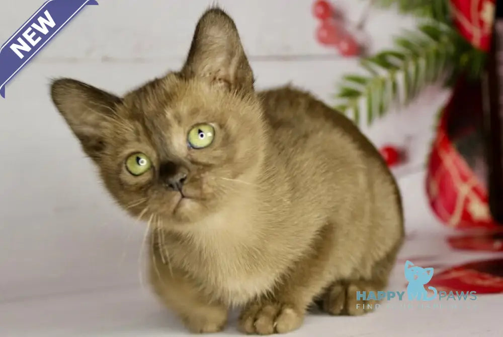 Xandra Burmese female sable live animals