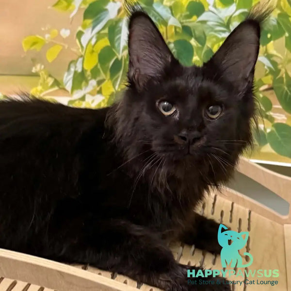 Xandra Maine Coon female black - live animals