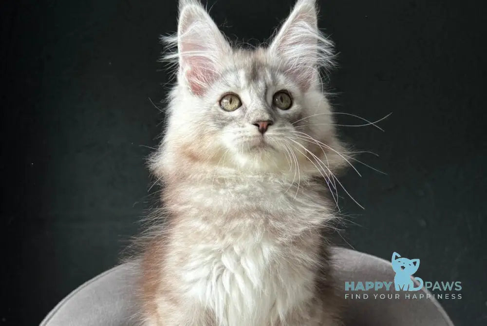 Xandra Maine Coon female black silver ticked tabby live animals