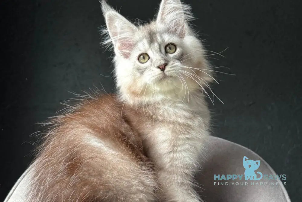 Xandra Maine Coon female black silver ticked tabby live animals