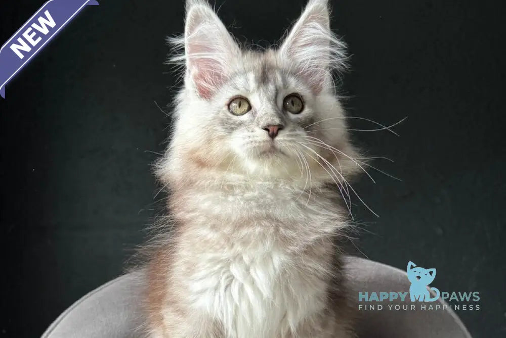 Xandra Maine Coon female black silver ticked tabby live animals