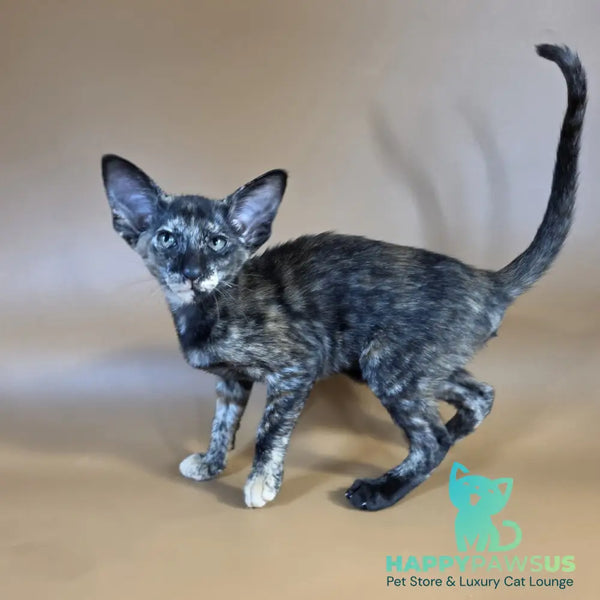 Xandra Oriental Shorthair female chocolate tortie - live animals