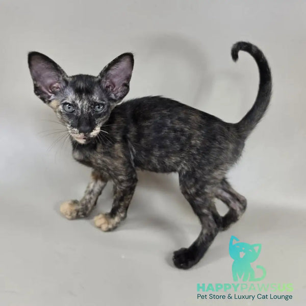 Xandra Oriental Shorthair female chocolate tortie - live animals