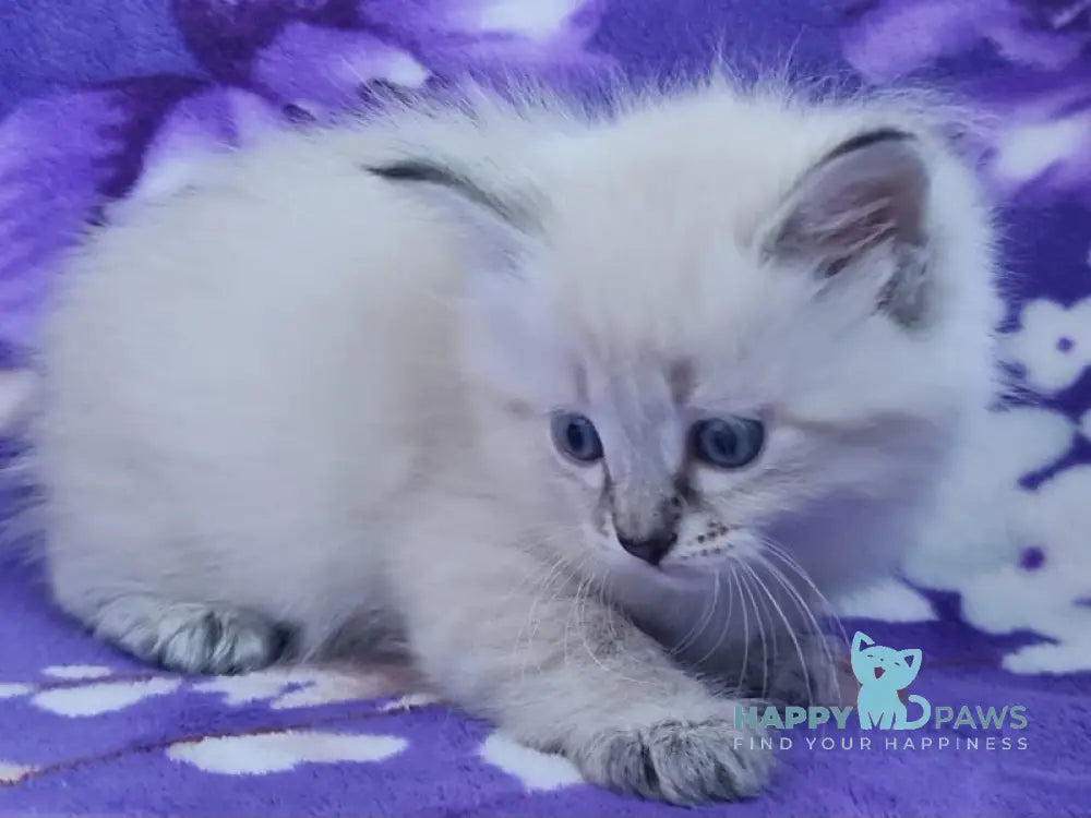 Xandra Siberian female black tabby pointed live animals