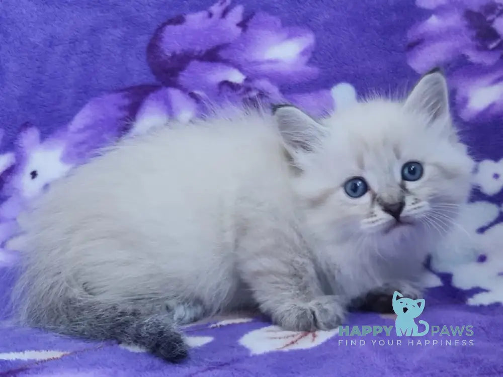 Xandra Siberian female black tabby pointed live animals