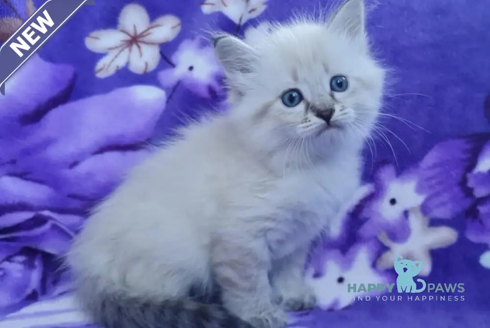 Xandra Siberian female black tabby pointed live animals