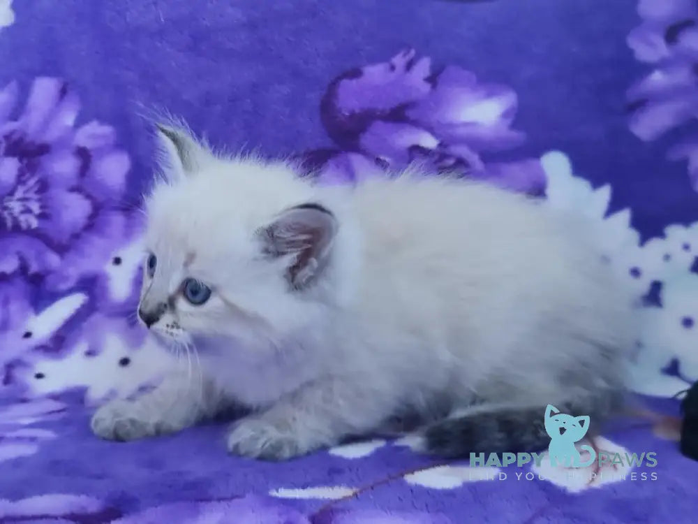 Xandra Siberian female black tabby pointed live animals