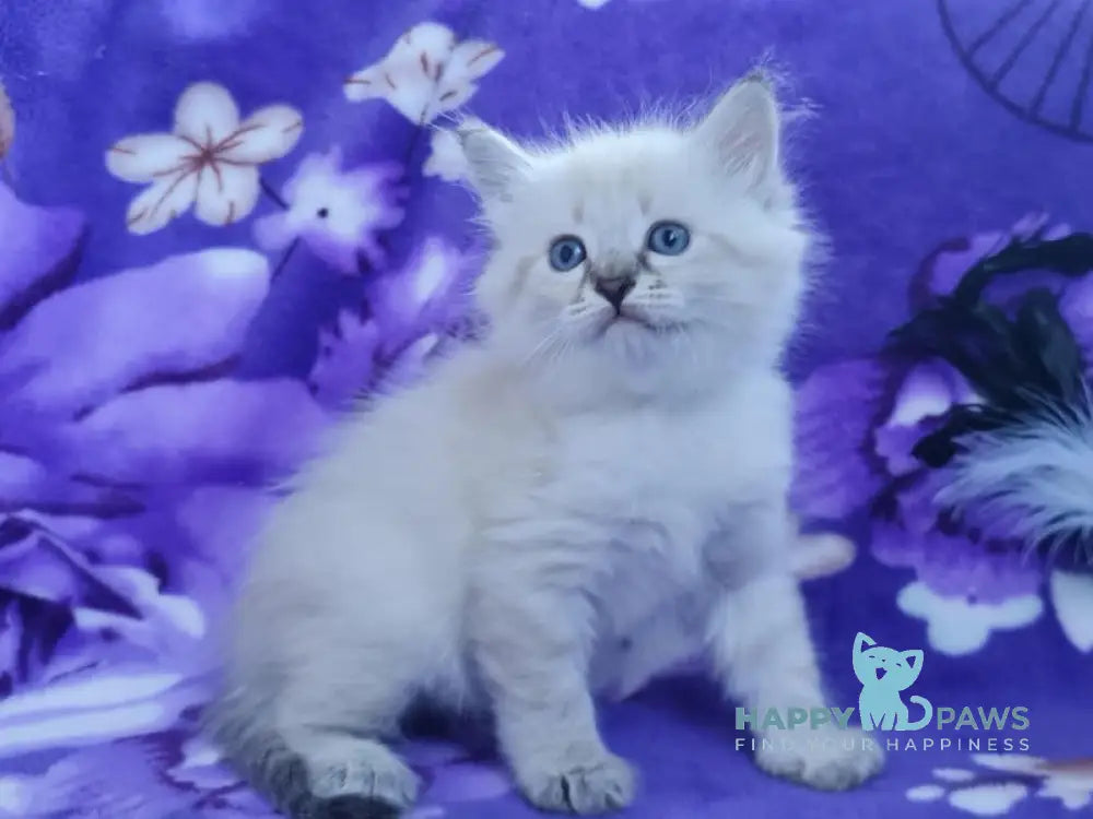 Xandra Siberian female black tabby pointed live animals