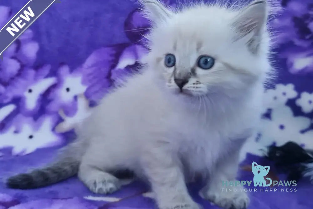 Xandra Siberian female black tabby pointed live animals
