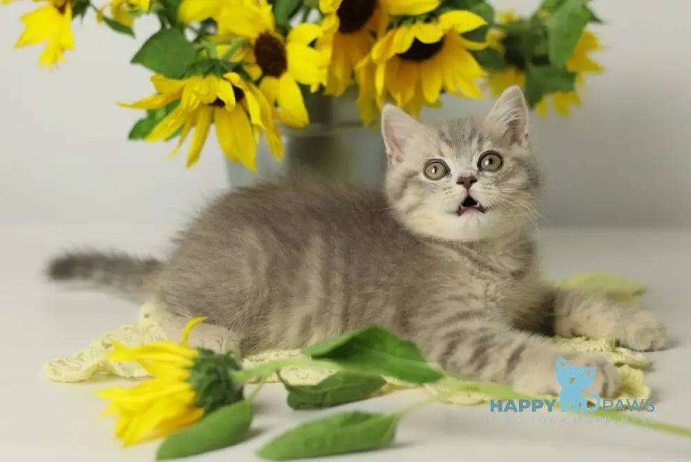 Xandy British Shorthair female blue spotted tabby live animals