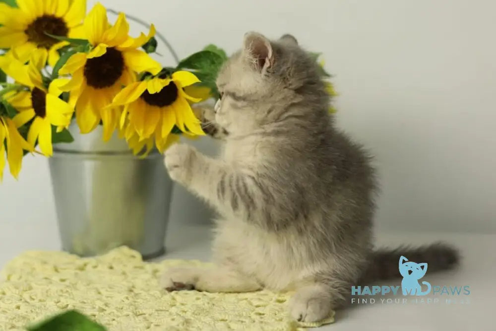Xandy British Shorthair female blue spotted tabby live animals