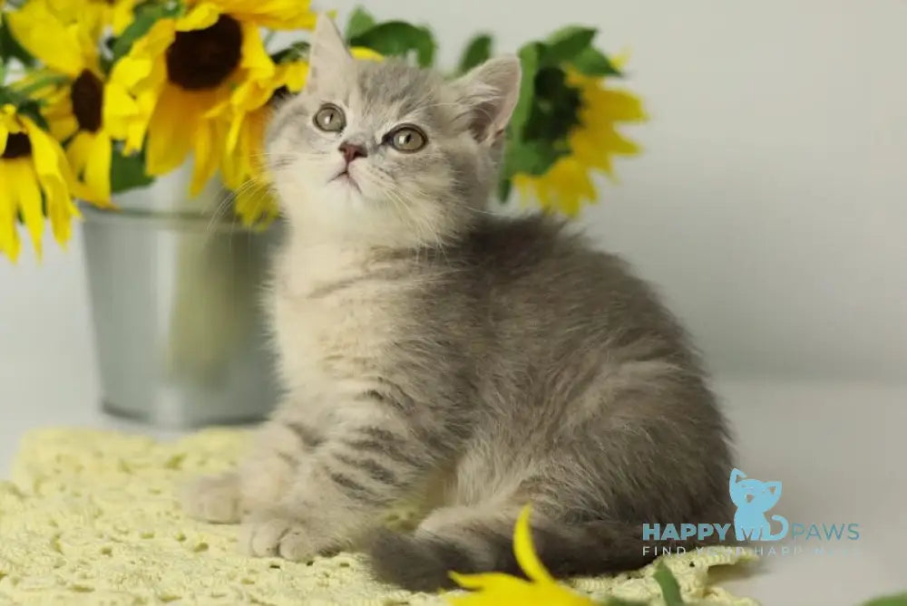 Xandy British Shorthair female blue spotted tabby live animals