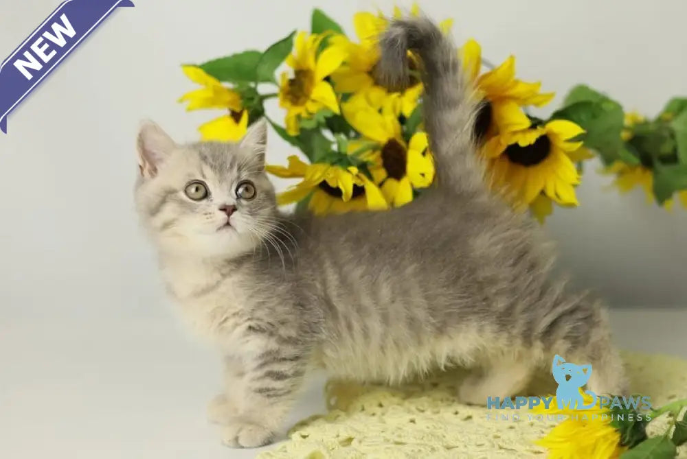 Xandy British Shorthair female blue spotted tabby live animals