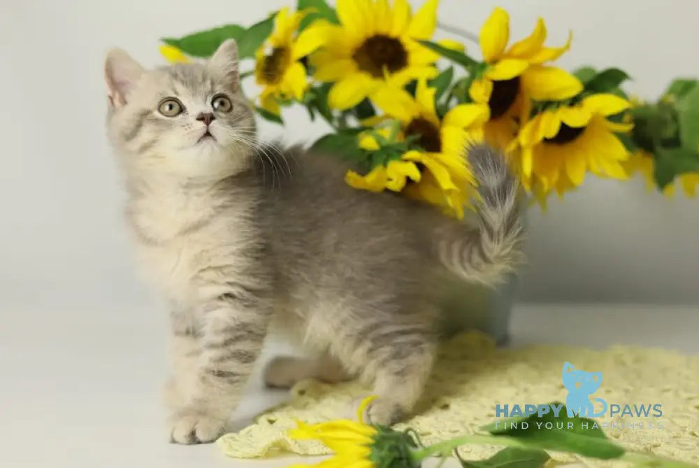 Xandy British Shorthair female blue spotted tabby live animals