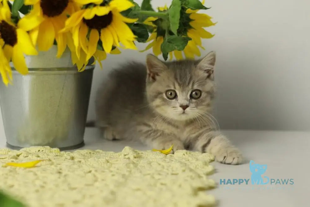 Xandy British Shorthair female blue spotted tabby live animals
