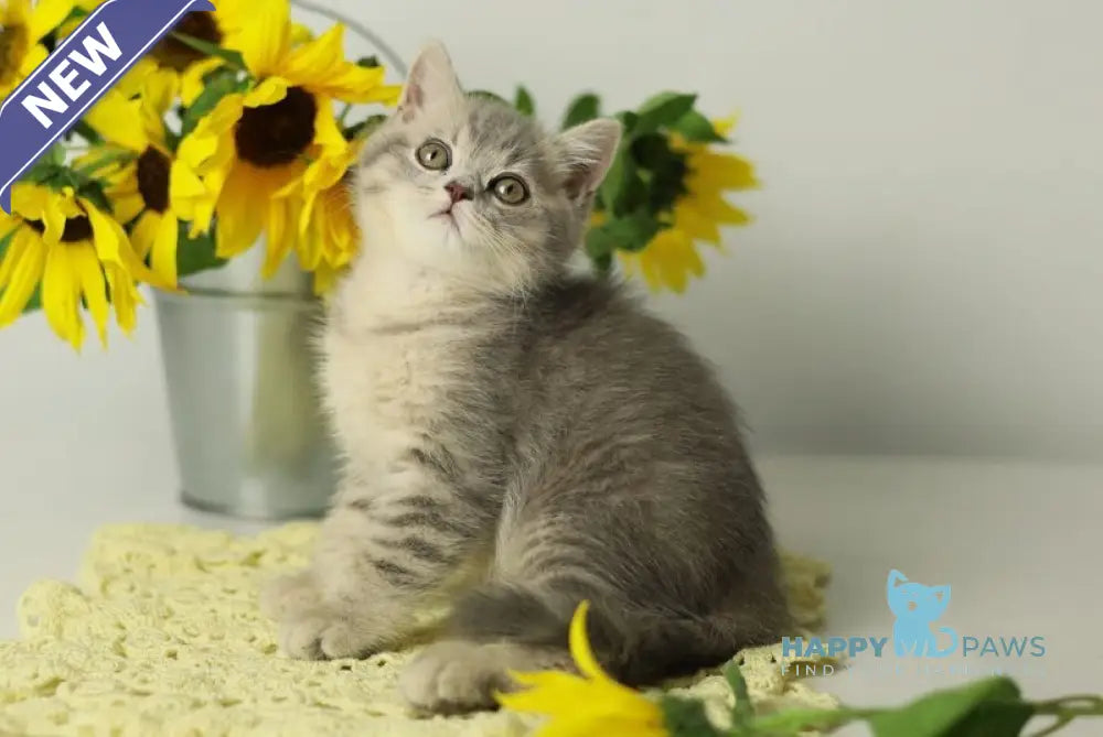 Xandy British Shorthair female blue spotted tabby live animals