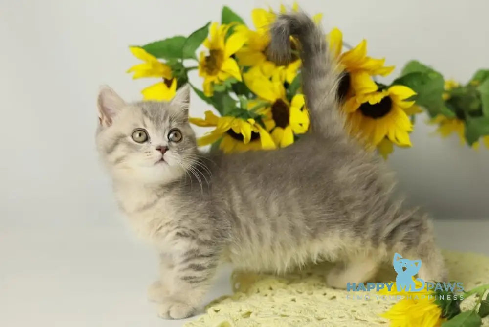 Xandy British Shorthair female blue spotted tabby live animals