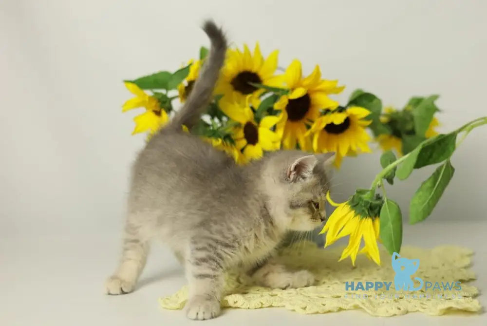 Xandy British Shorthair female blue spotted tabby live animals