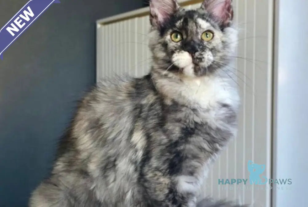 Xanna Maine Coon female black tortie silver live animals