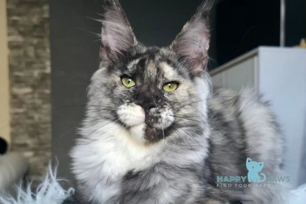 Xanna Maine Coon female black tortie silver live animals