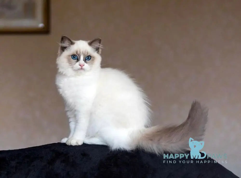 Xannka Ragdoll female blue bicolour live animals