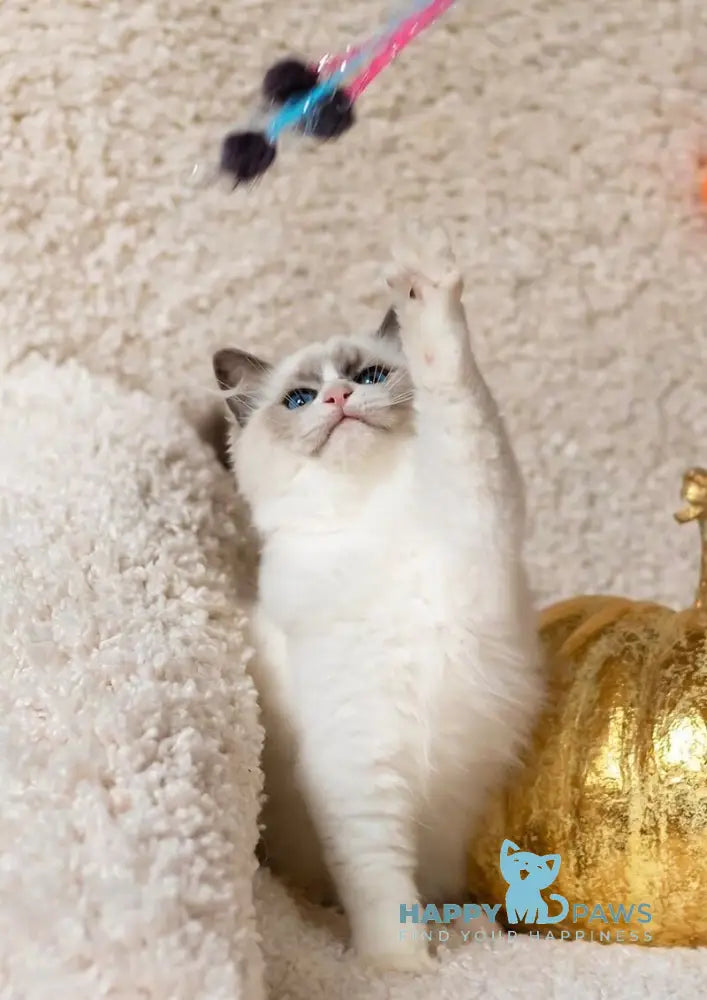 Xannka Ragdoll female blue bicolour live animals