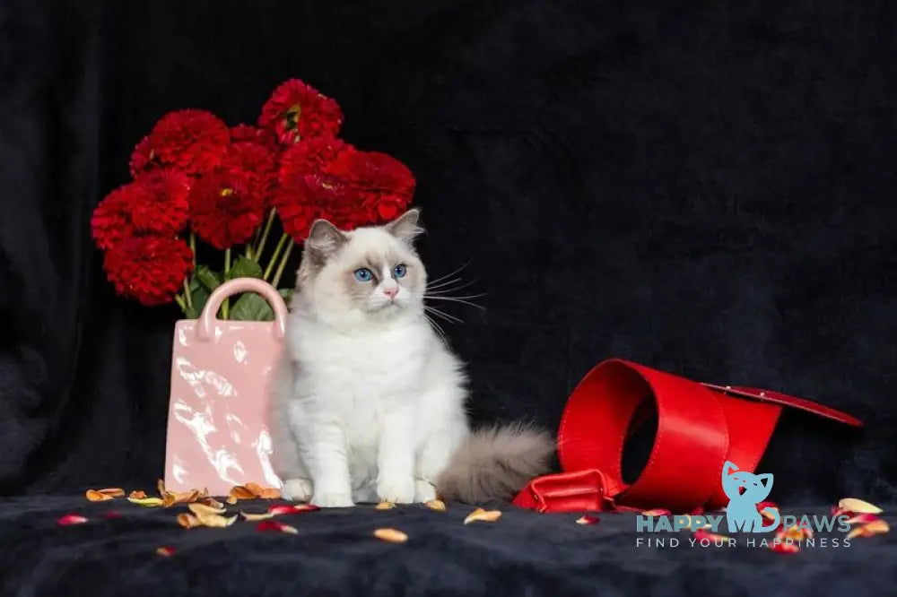 Xannka Ragdoll female blue bicolour live animals