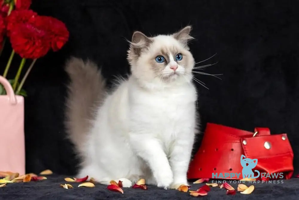 Xannka Ragdoll female blue bicolour live animals