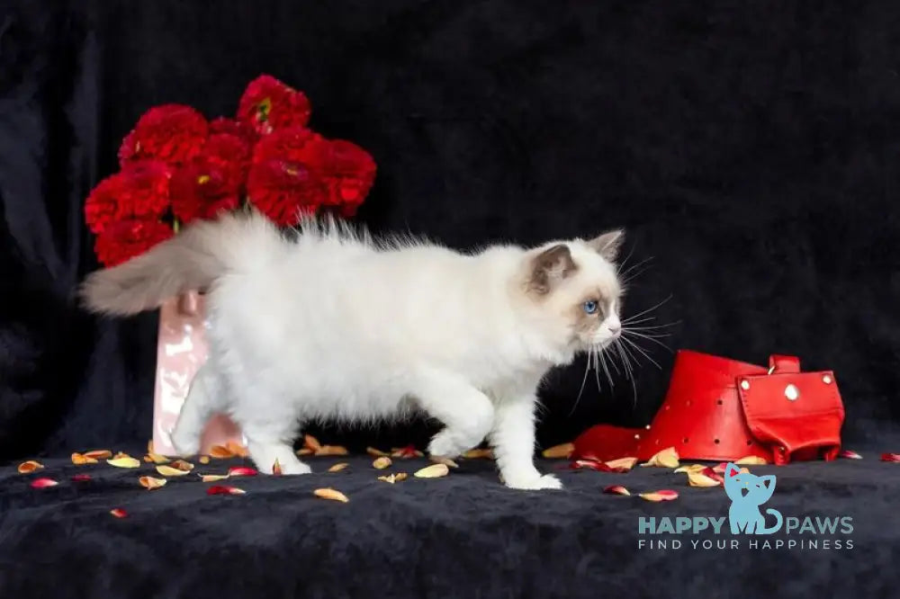 Xannka Ragdoll female blue bicolour live animals