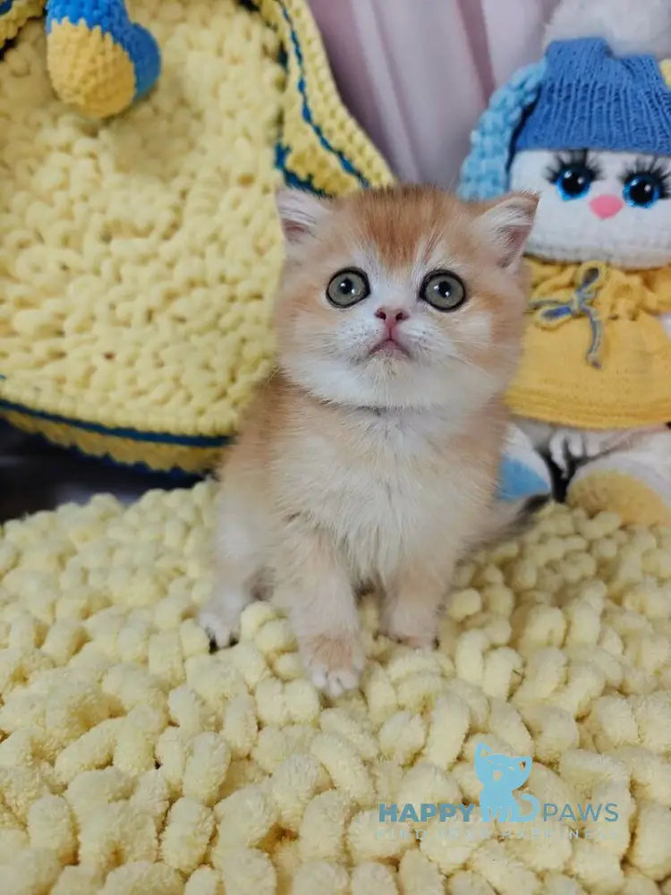 Xanta Scottish Straight female black golden chinchilla live animals