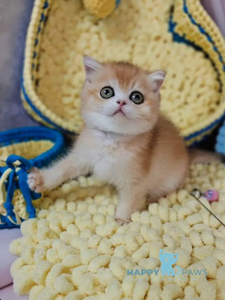 Xanta Scottish Straight female black golden chinchilla live animals