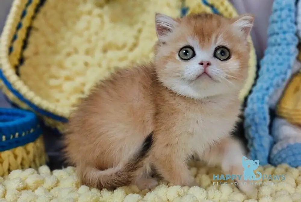 Xanta Scottish Straight female black golden chinchilla live animals