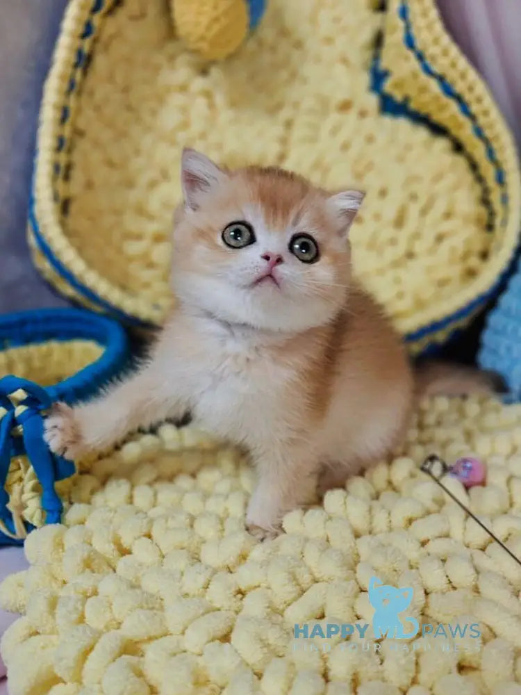 Xanta Scottish Straight female black golden chinchilla live animals