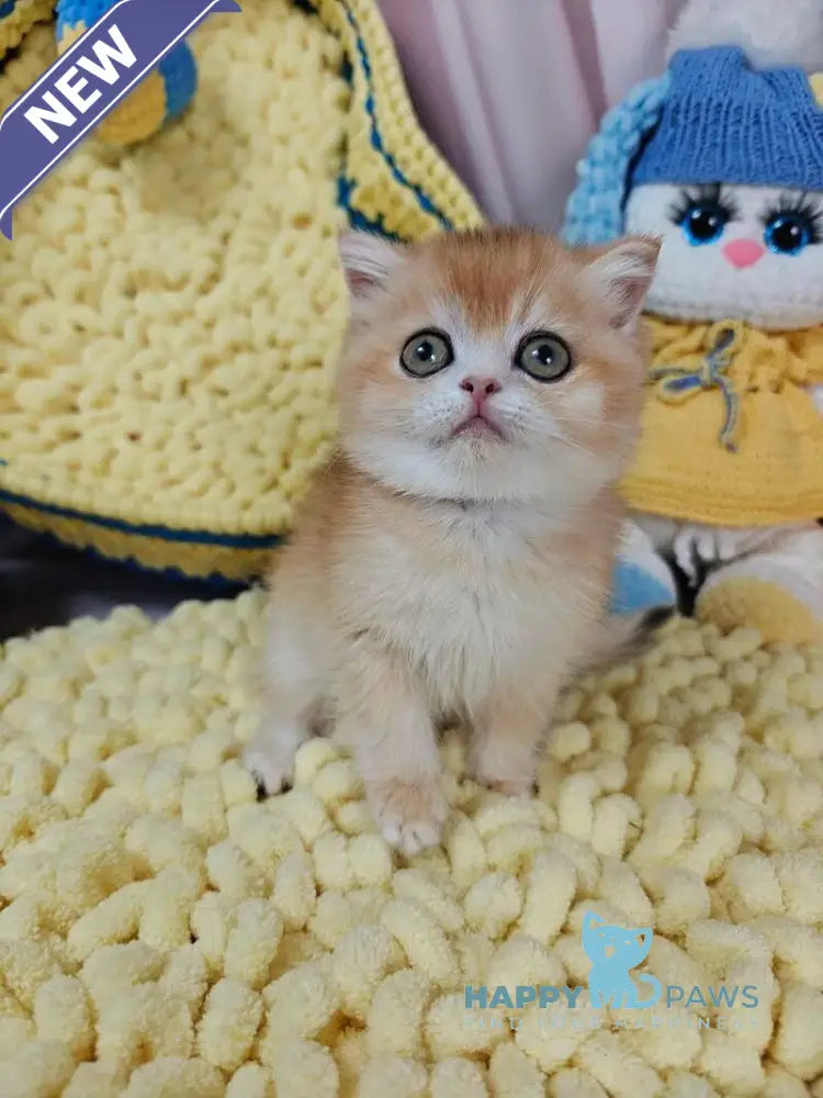 Xanta Scottish Straight female black golden chinchilla live animals