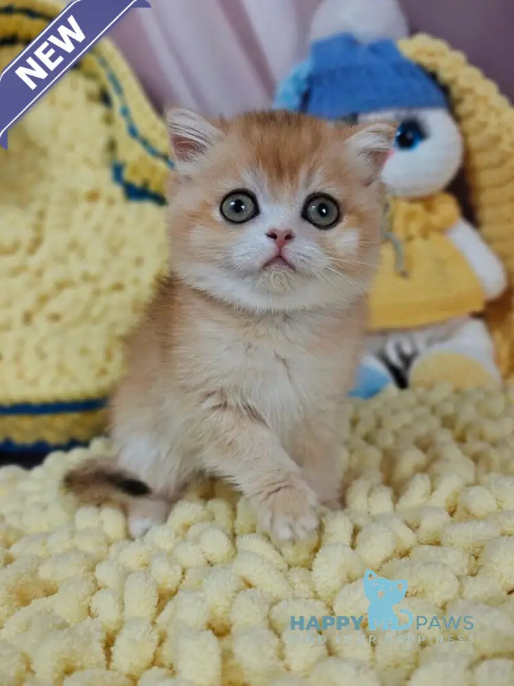 Xanta Scottish Straight female black golden chinchilla live animals