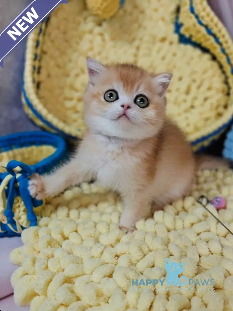 Xanta Scottish Straight female black golden chinchilla live animals