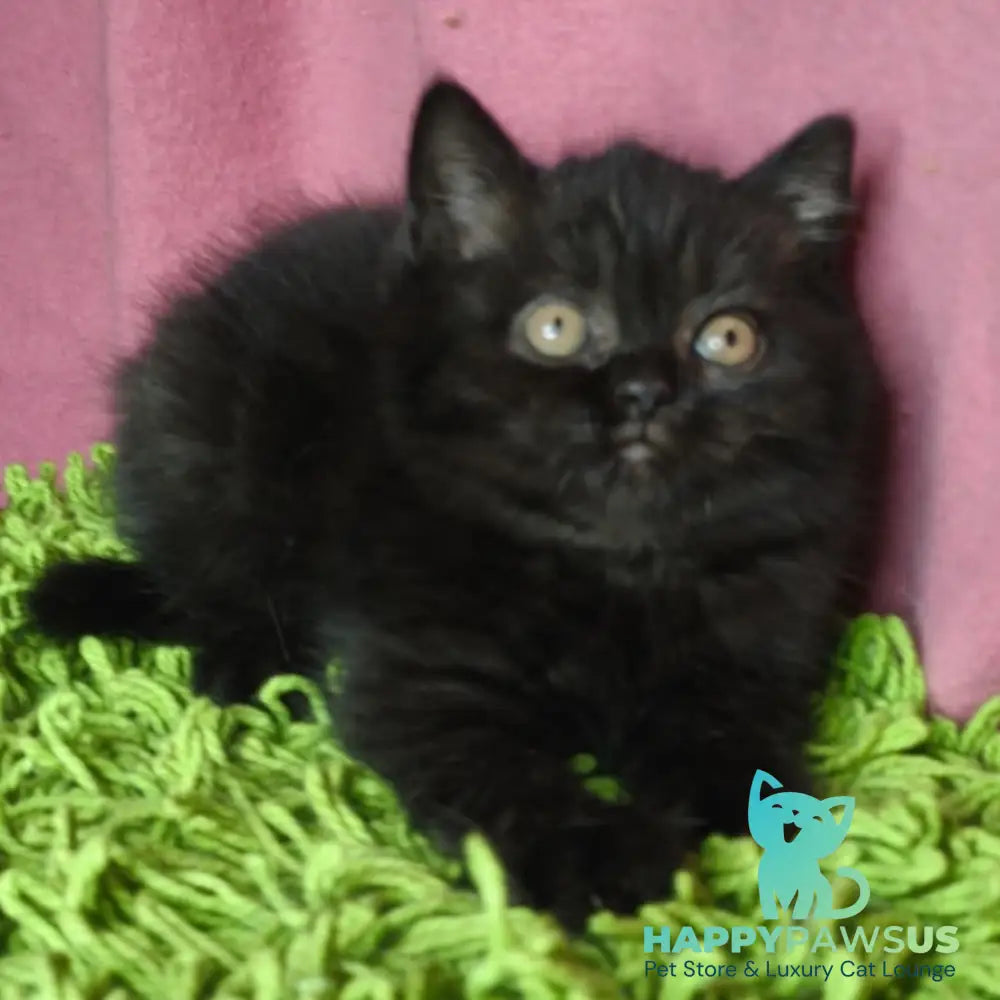 Xanter British Shorthair male black - live animals