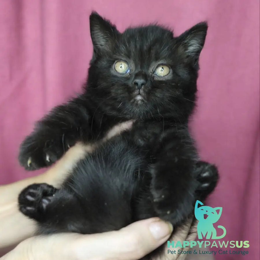 Xanter British Shorthair male black - live animals