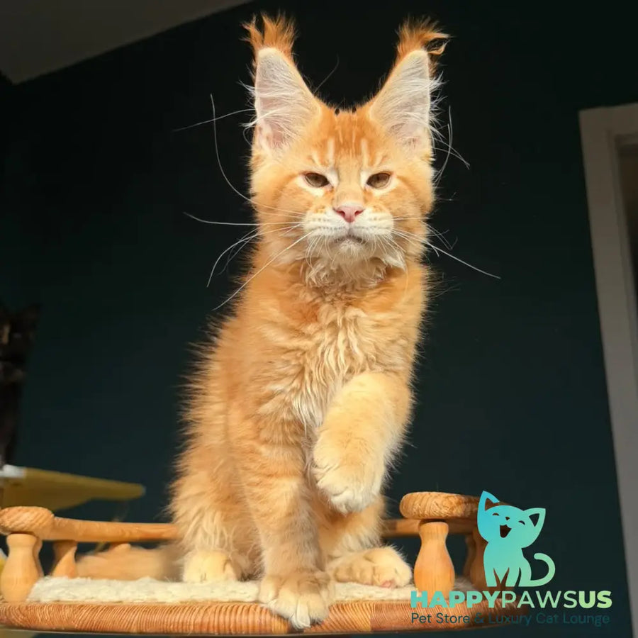 Xanter Maine Coon male red ticked tabby