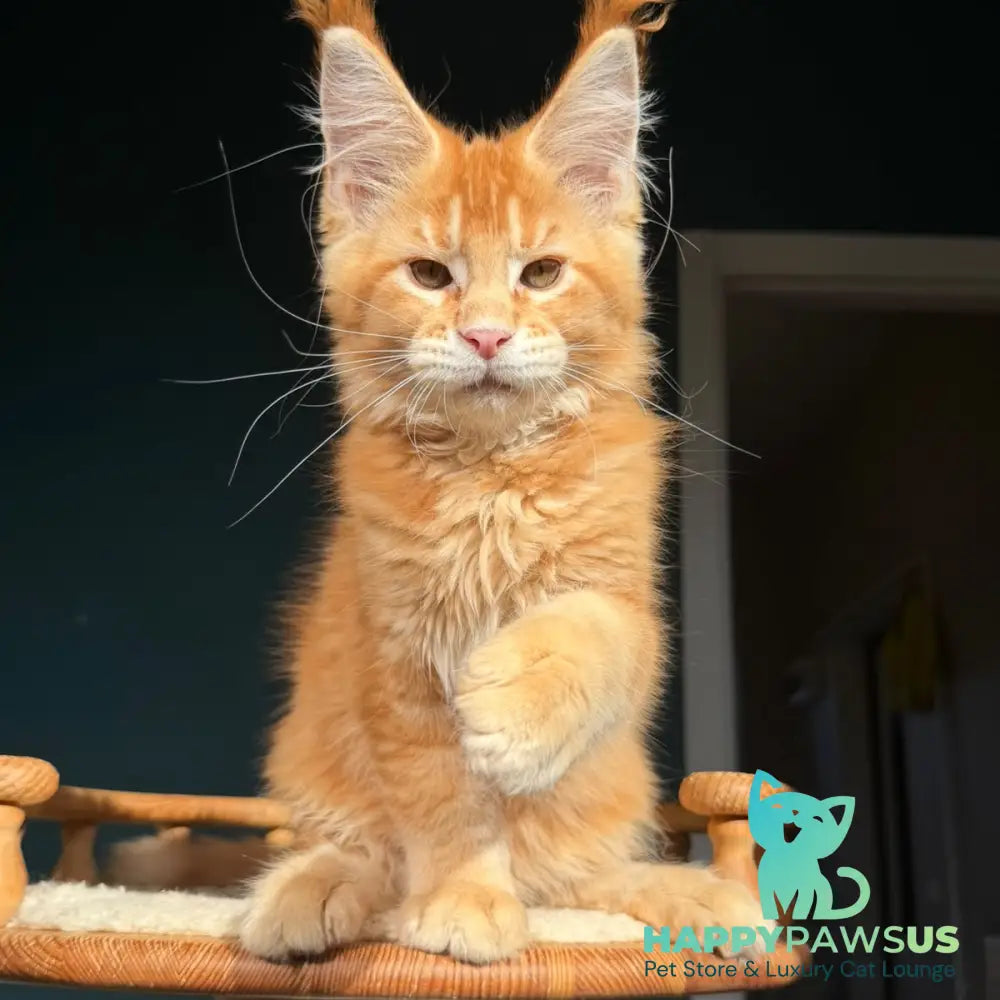 Xanter Maine Coon male red ticked tabby