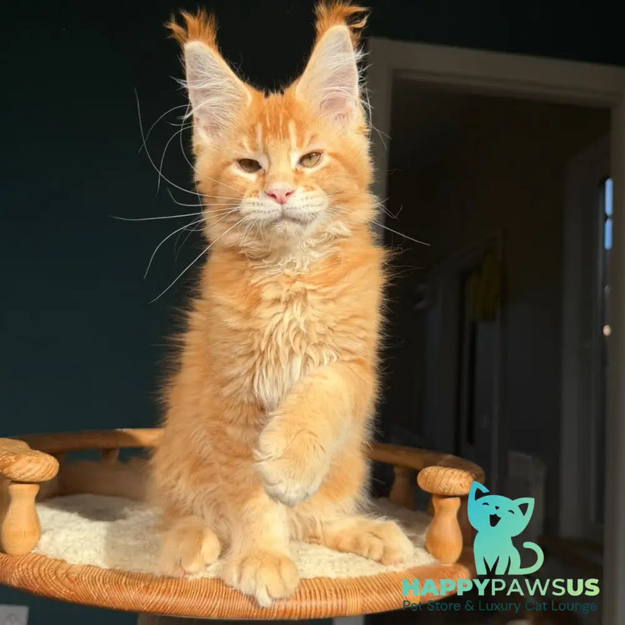 Xanter Maine Coon male red ticked tabby