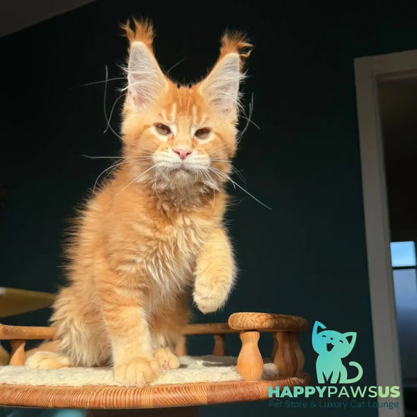 Xanter Maine Coon male red ticked tabby