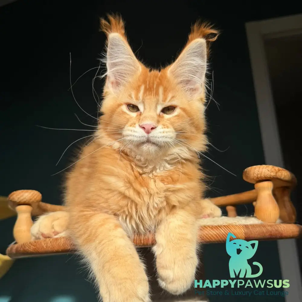 Xanter Maine Coon male red ticked tabby