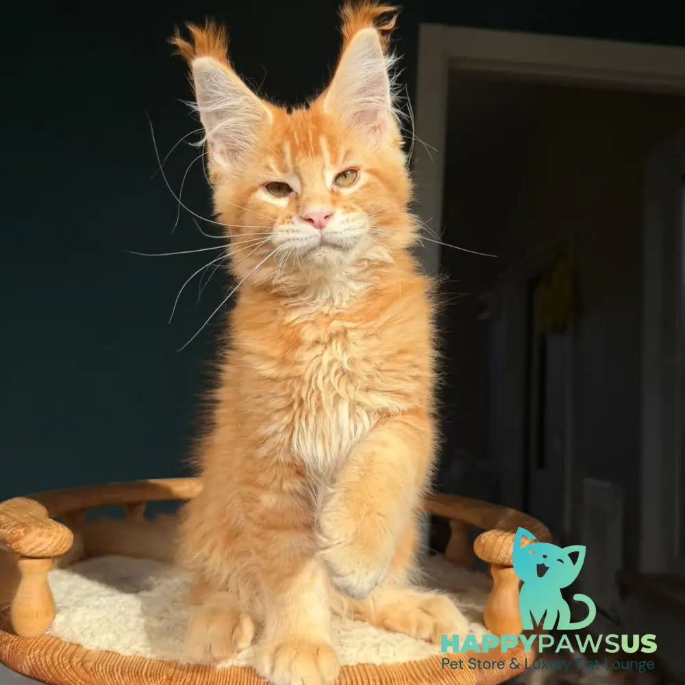 Xanter Maine Coon male red ticked tabby