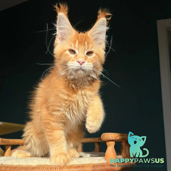 Xanter Maine Coon male red ticked tabby - live animals